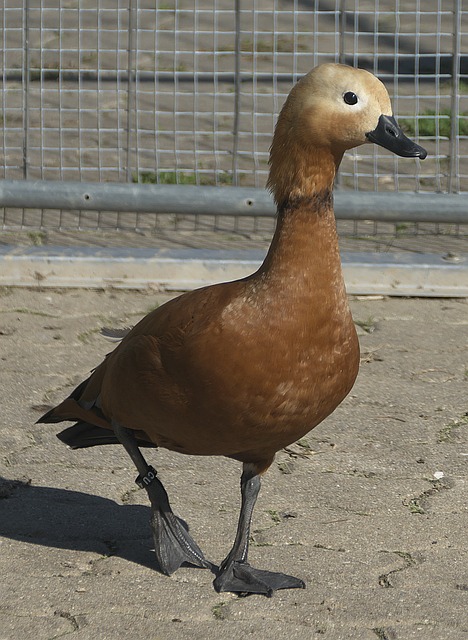 从下半场开